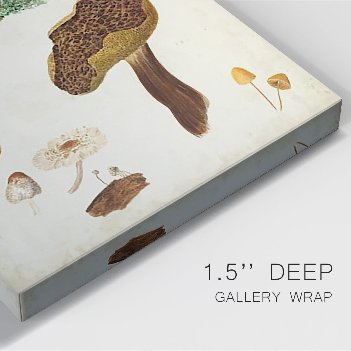 Mushroom Species XI - Canvas Art Print