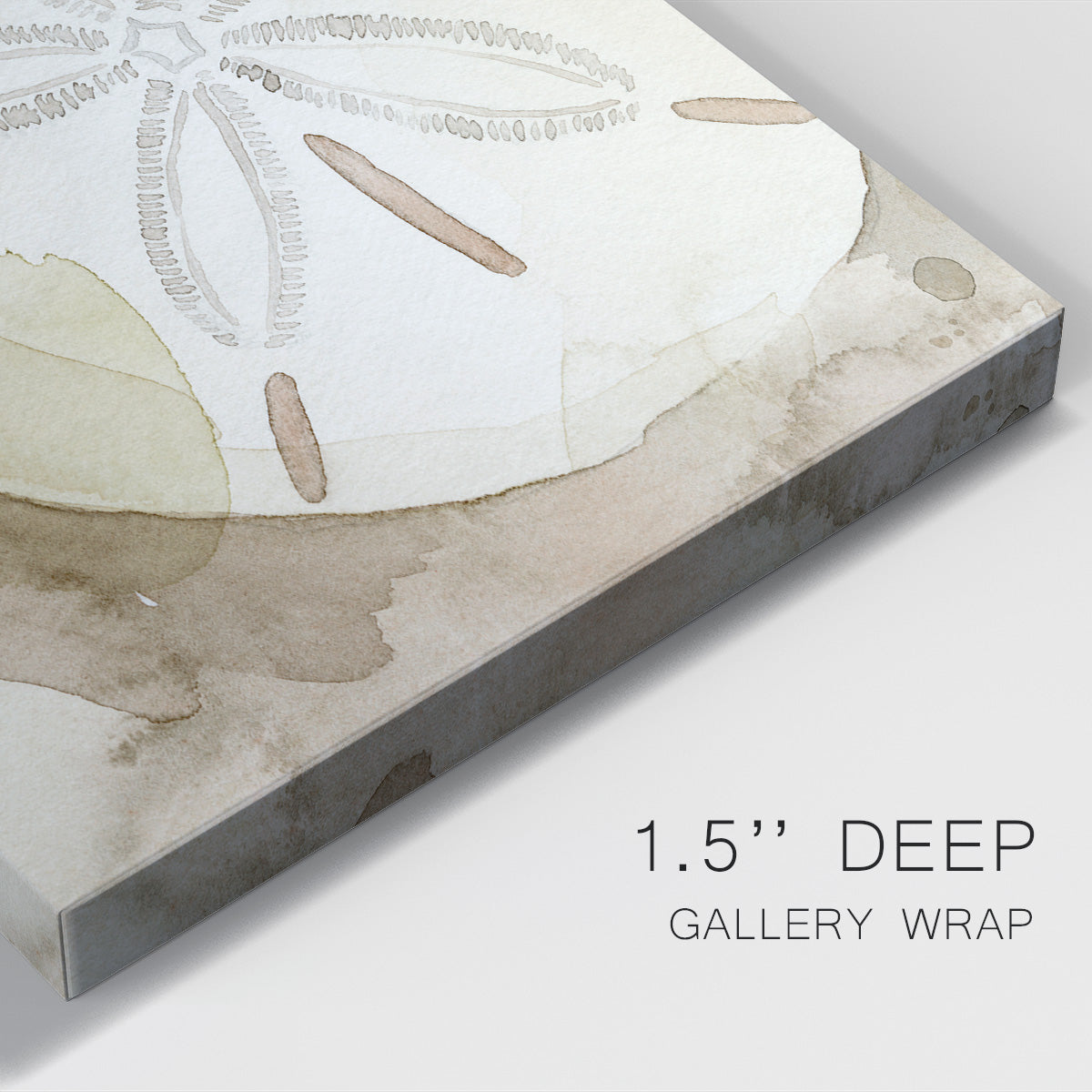 Dry Sand Dollar II Premium Gallery Wrapped Canvas - Ready to Hang