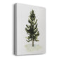 Watercolor Pine I - Gallery Wrapped Canvas