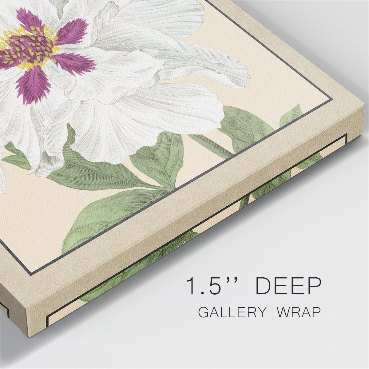 Peony Collection IV - Canvas Art Print