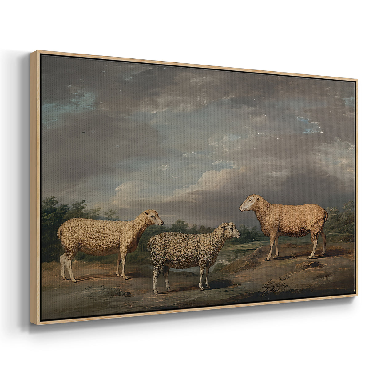 Ryelands Sheep, the King's Ram, the King's Ewe and Lord Somerville's Wether, c. 1801-1807 - Floater Framed Canvas Print