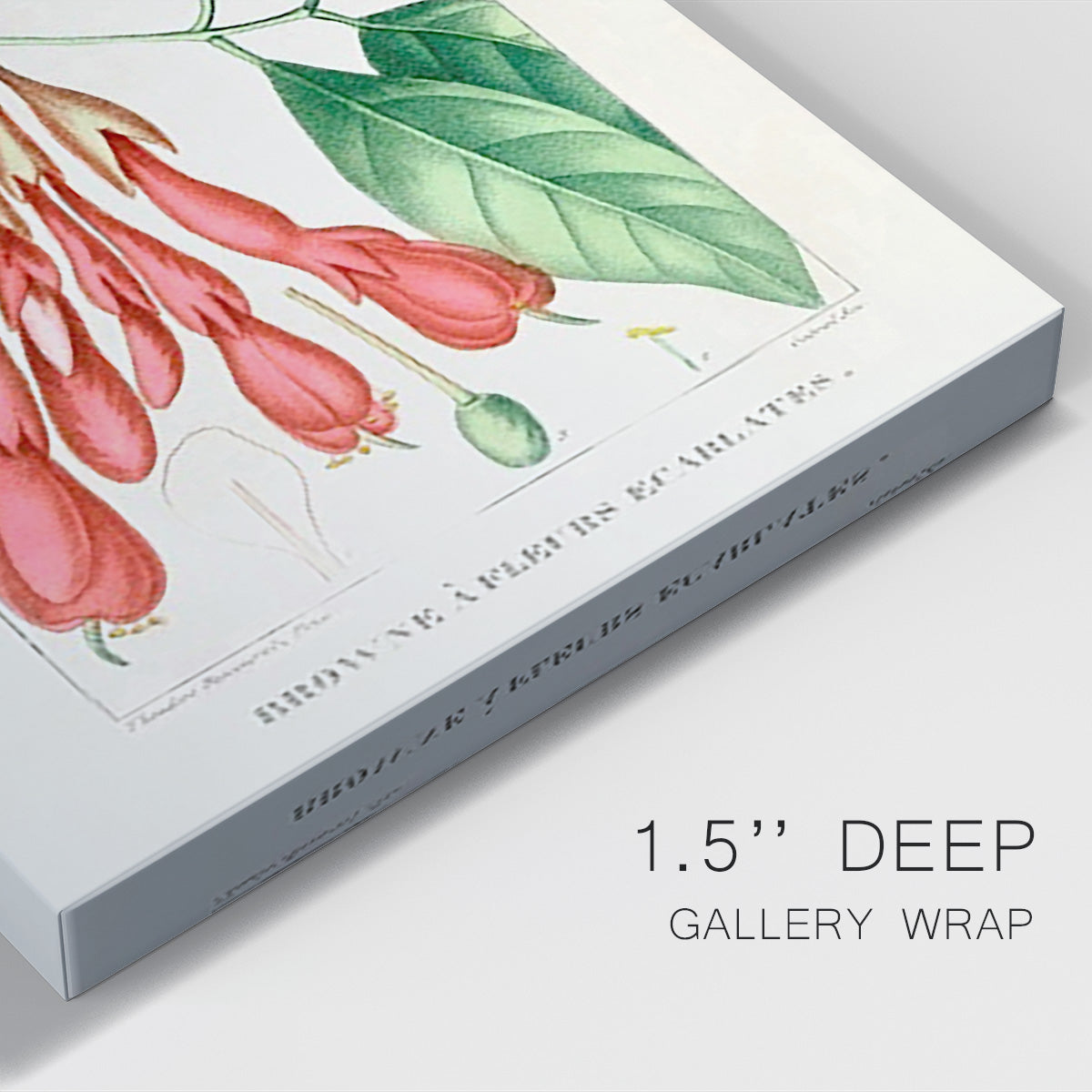 Turpin Tropical Botanicals I - Canvas Art Print