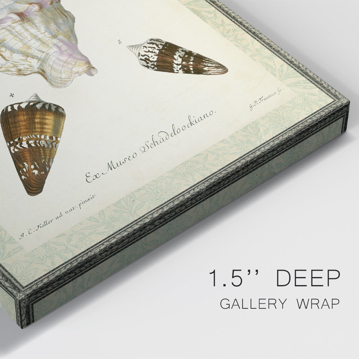 Bookplate Shells IV Premium Gallery Wrapped Canvas - Ready to Hang