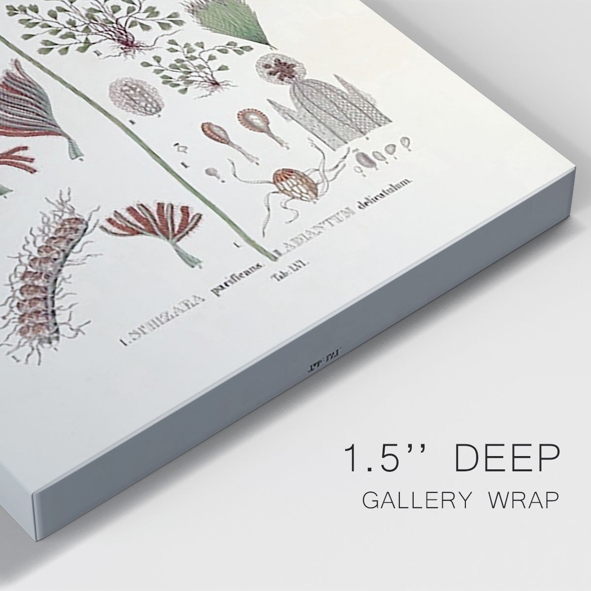 Botanical Society Ferns III - Canvas Art Print