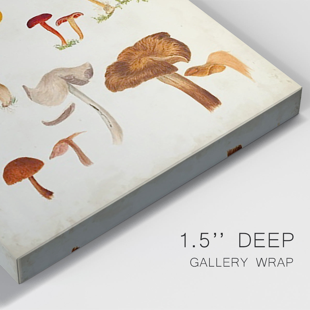 Mushroom Species XII - Canvas Art Print
