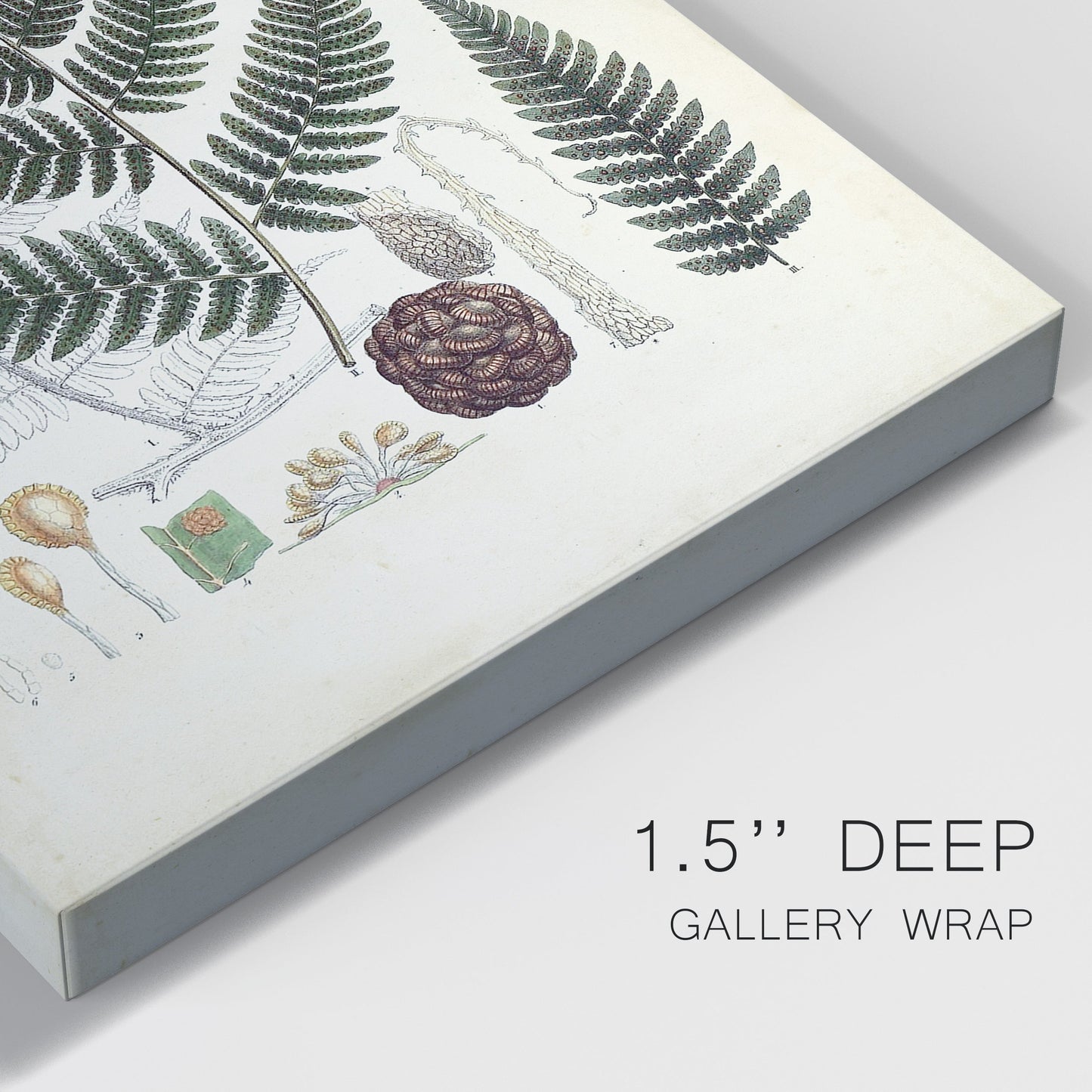 Collected Ferns VI Premium Gallery Wrapped Canvas - Ready to Hang