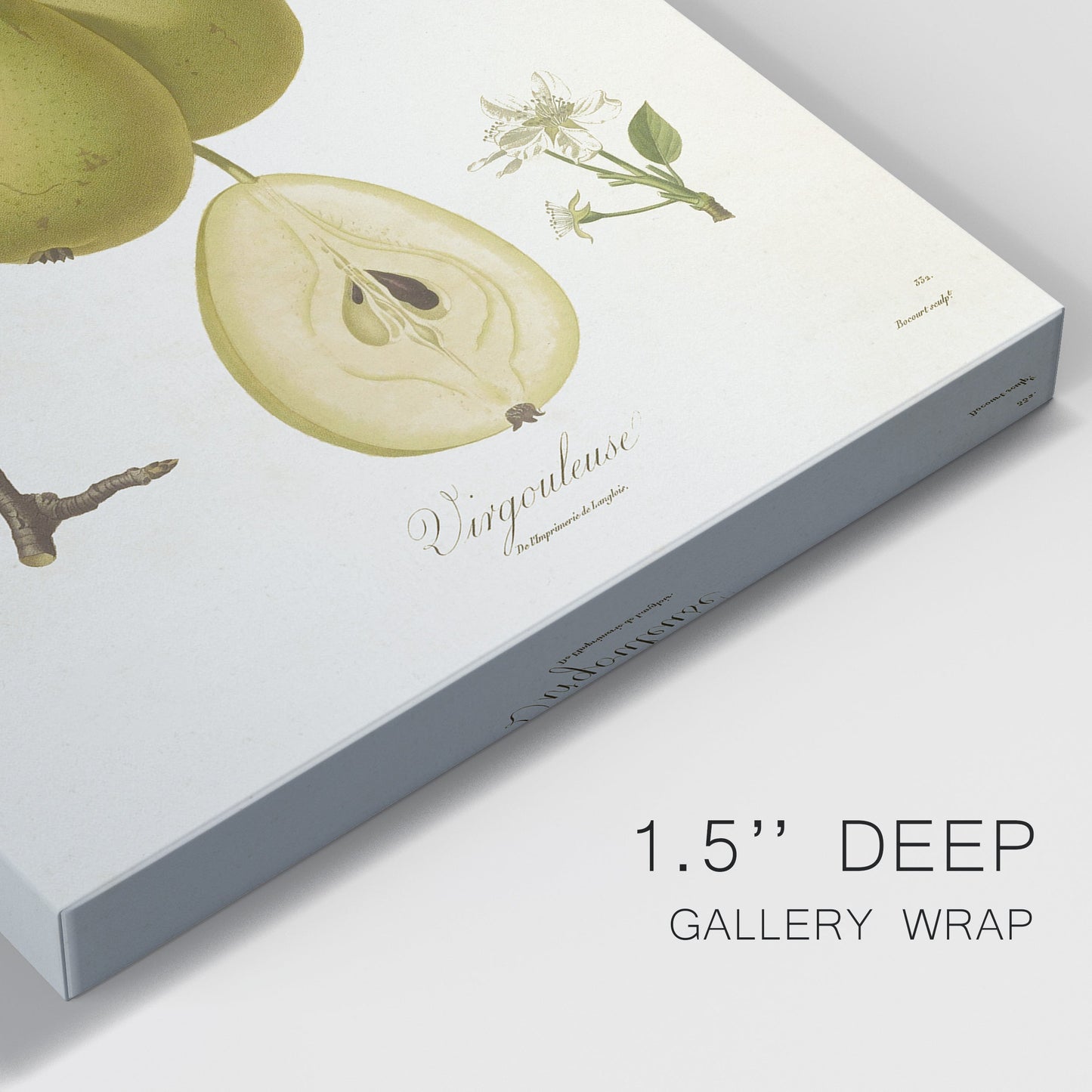 Vintage Pears III Premium Gallery Wrapped Canvas - Ready to Hang