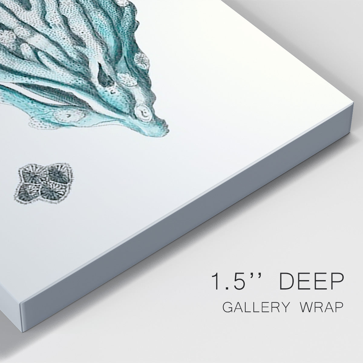 Antique Coastal Coral X - Canvas Art Print