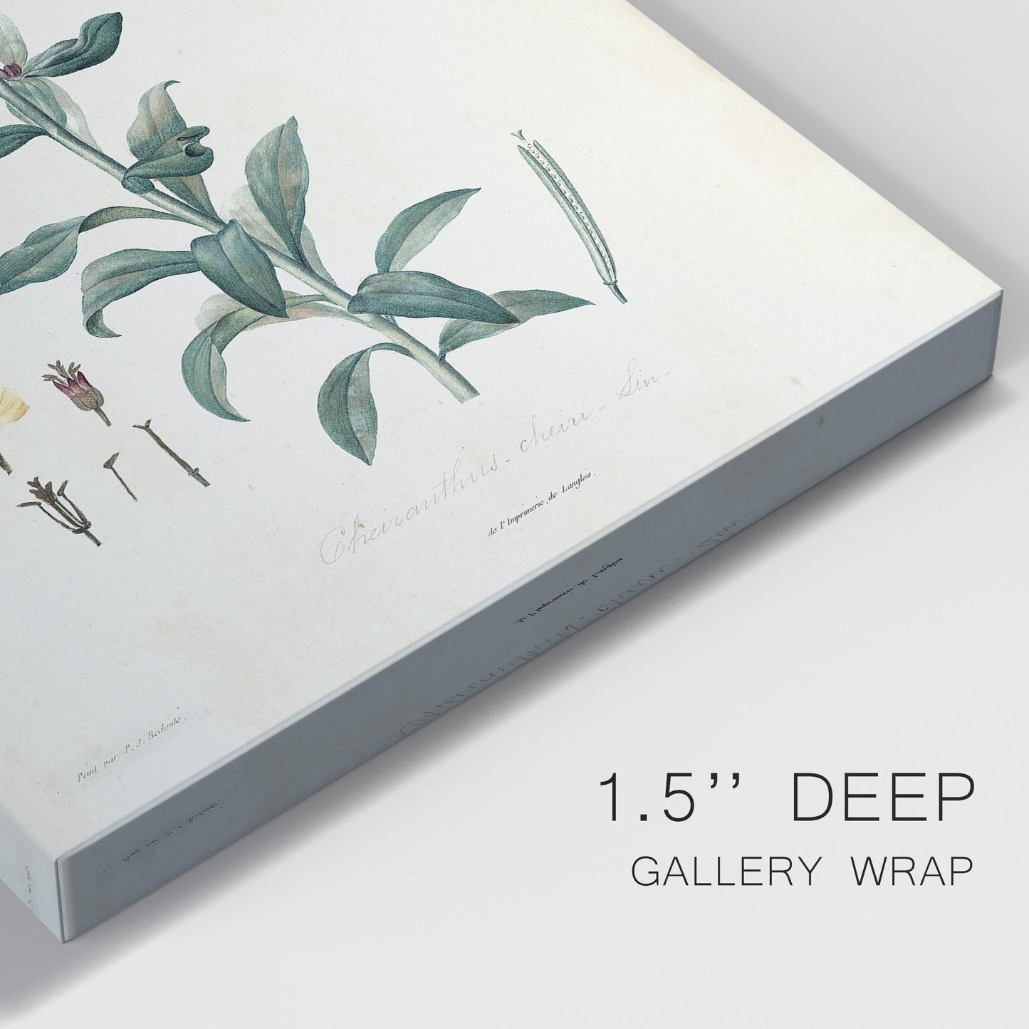 Traditional Botanical III Premium Gallery Wrapped Canvas - Ready to Hang