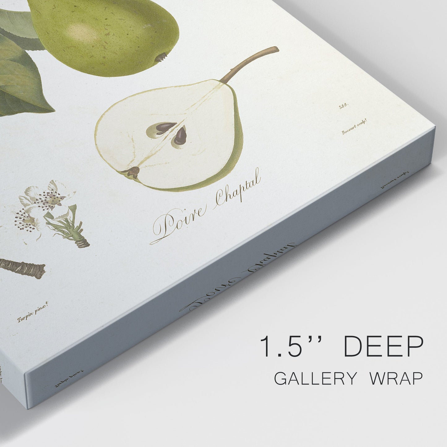 Vintage Pears VI Premium Gallery Wrapped Canvas - Ready to Hang