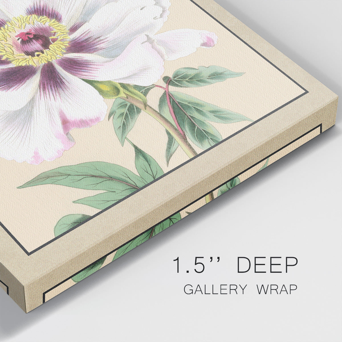 Peony Collection VI - Canvas Art Print