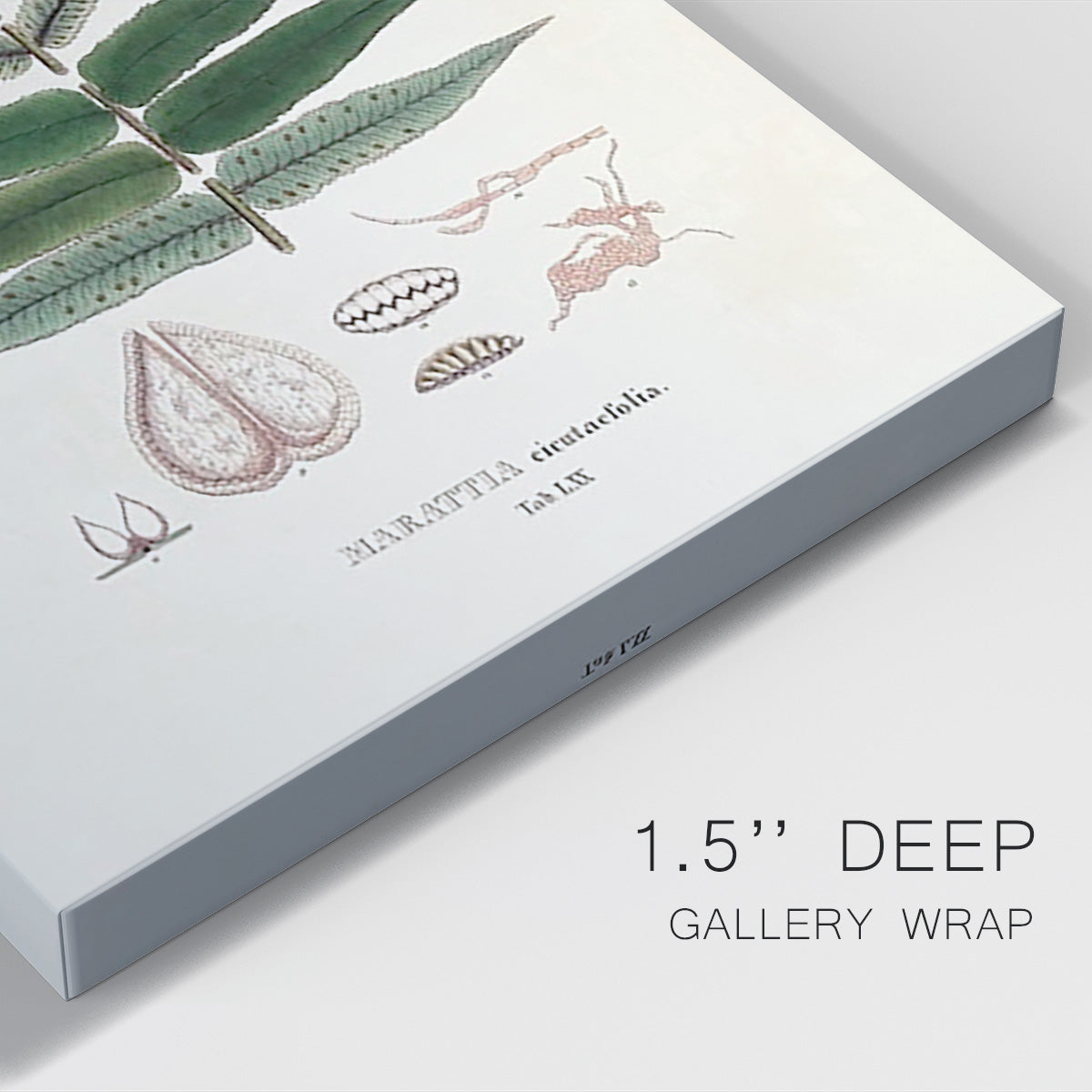 Botanical Society Ferns XII - Canvas Art Print