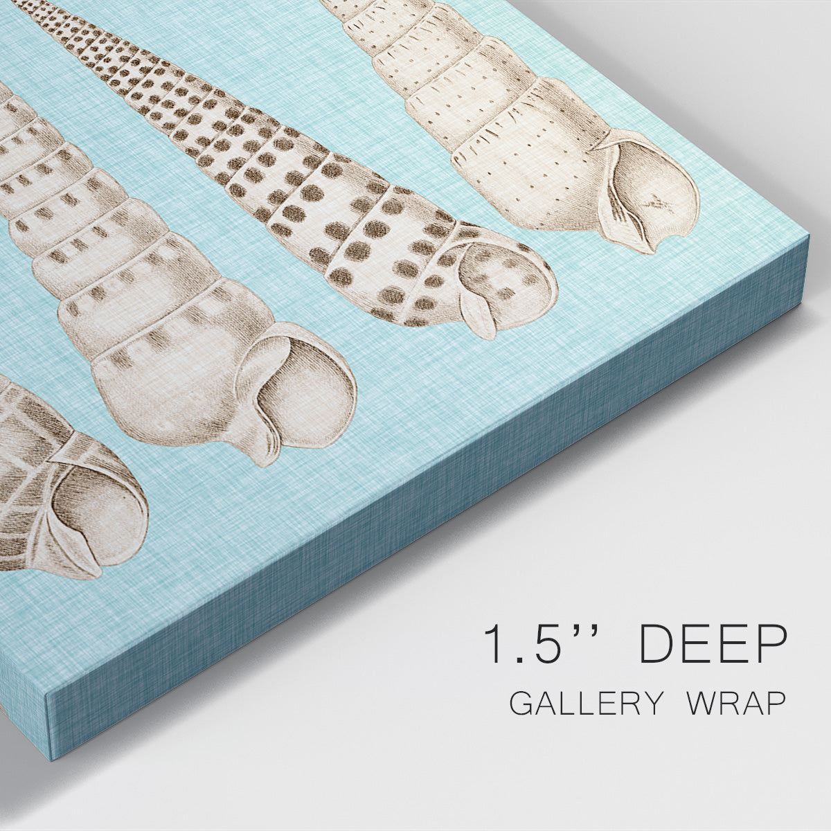 Sepia & Aqua Shells VI - Canvas Art Print