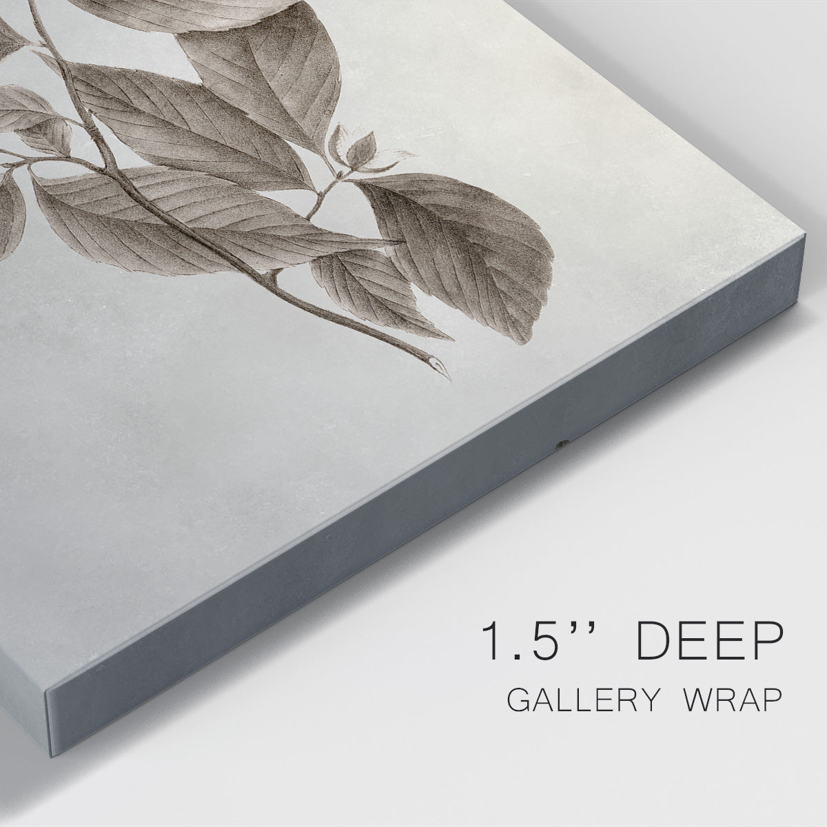 Arbor Specimen III Premium Gallery Wrapped Canvas - Ready to Hang