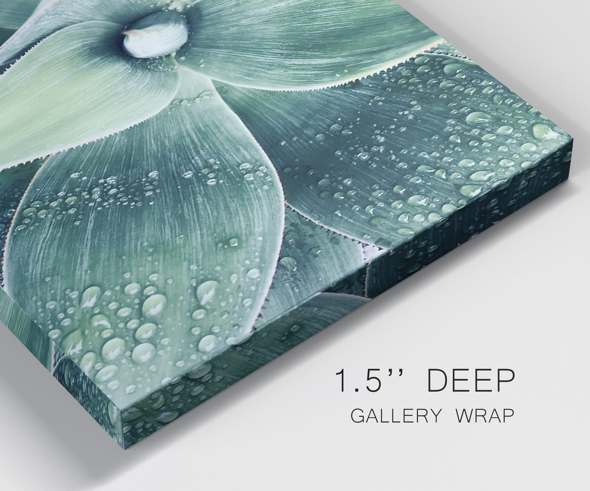Close-up view of wrapped canvas corner featuring green succulent plant photograph.
