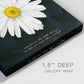 Delicate Daisy I - Canvas Art Print
