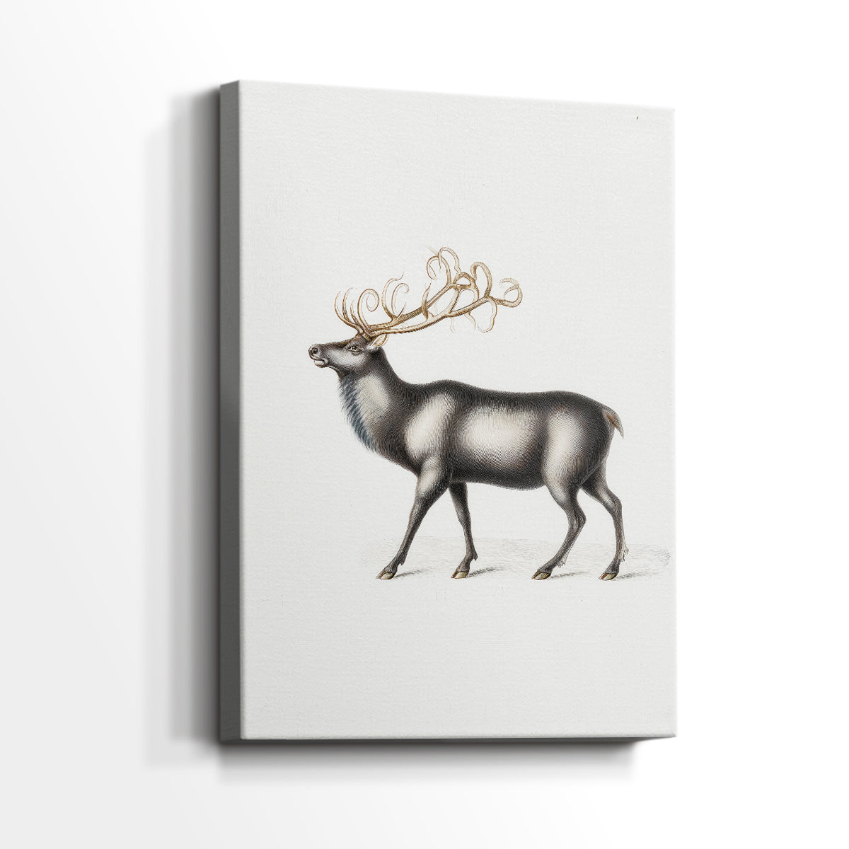 Snowwhite Carols Square - Canvas Art Print