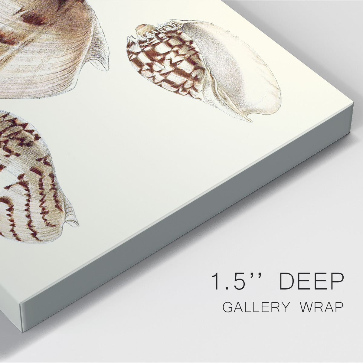 Splendid Shells V Premium Gallery Wrapped Canvas - Ready to Hang