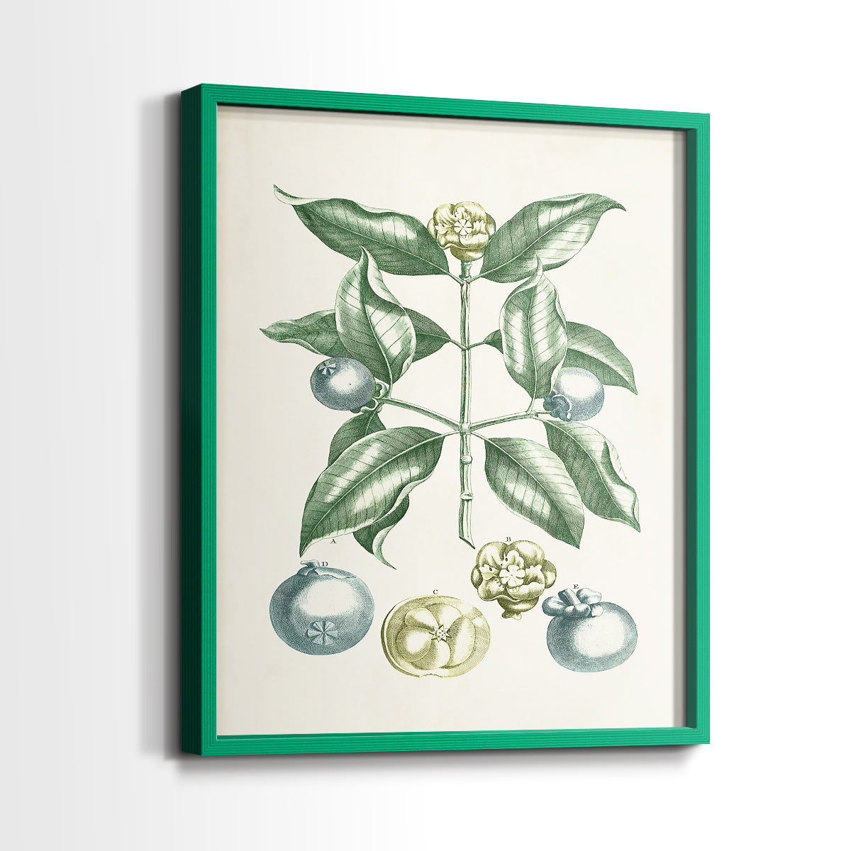 Buchoz Tropicals VII - Restickable Framed Art Print