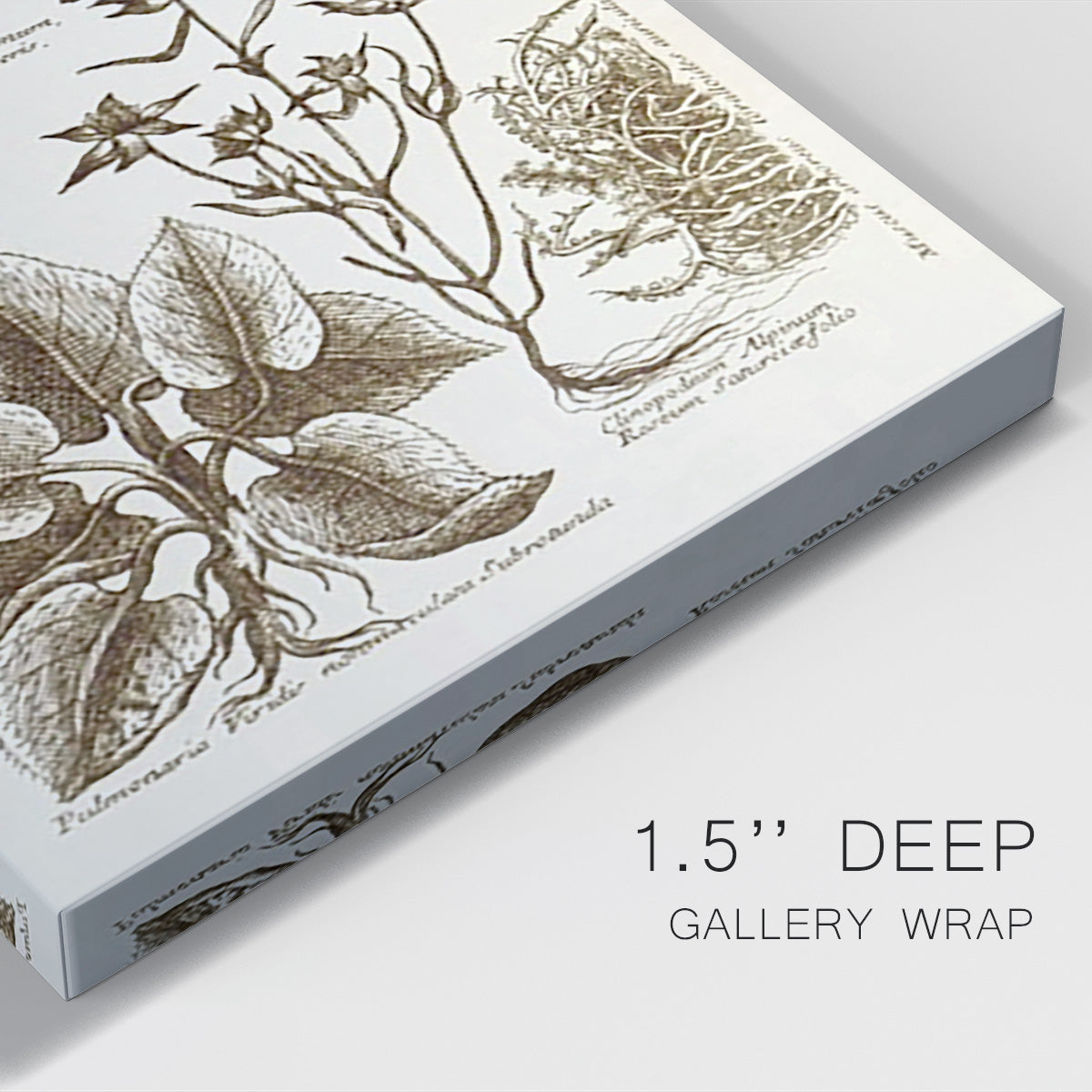Sepia Botanical Journal VII - Canvas Art Print