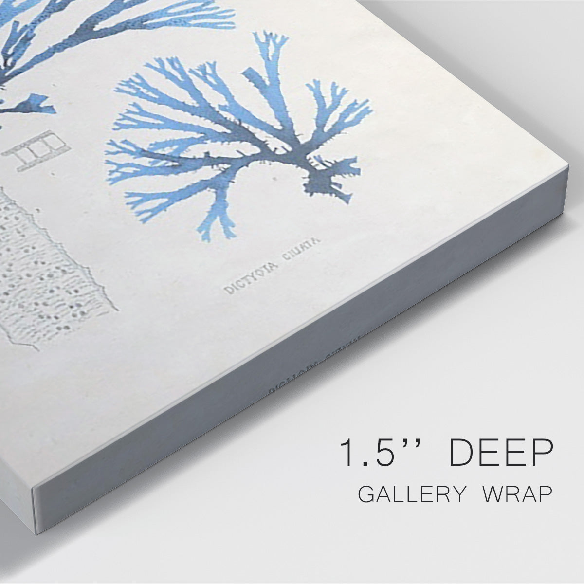 Blue Marine Algae V - Canvas Art Print