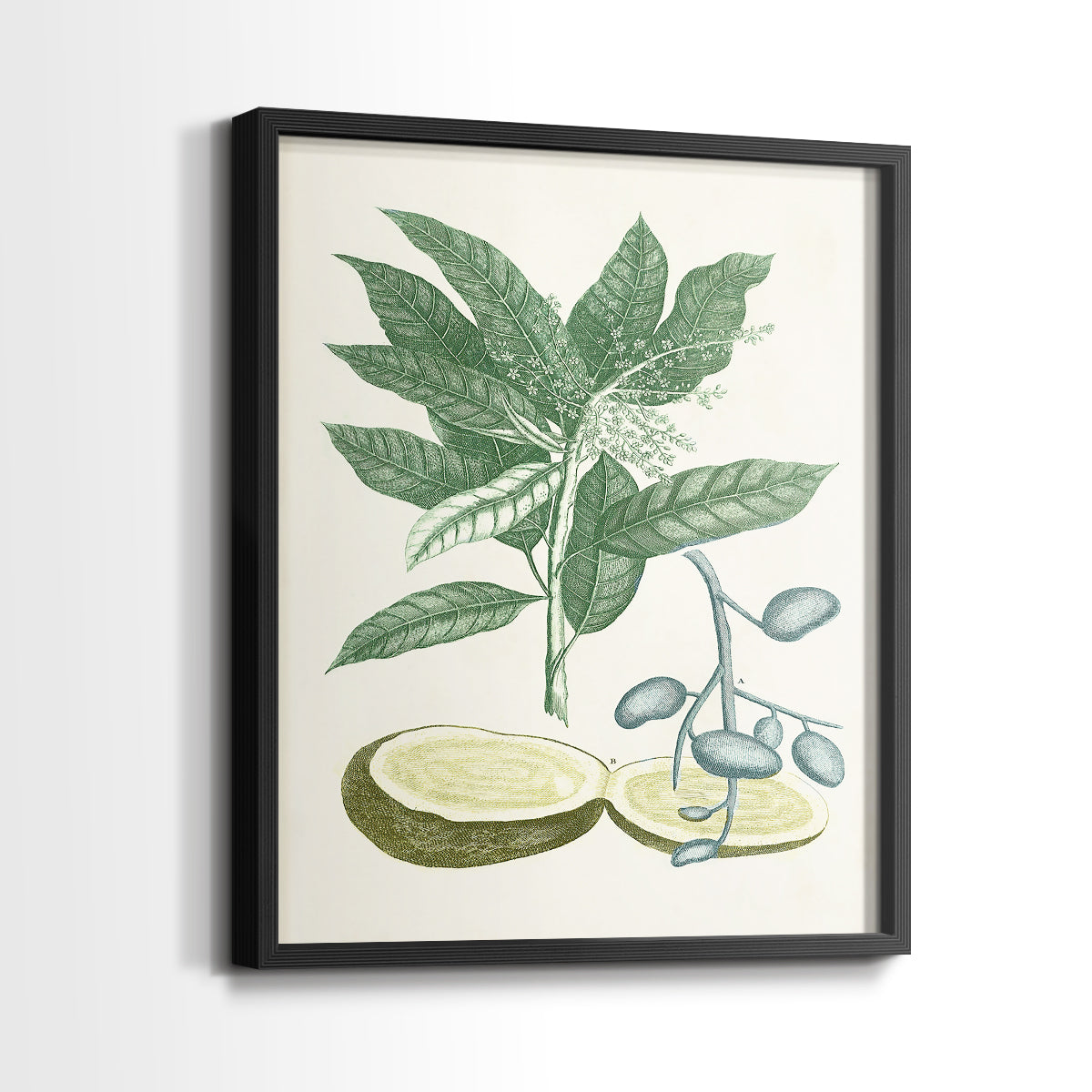 Buchoz Tropicals IV - Restickable Framed Art Print