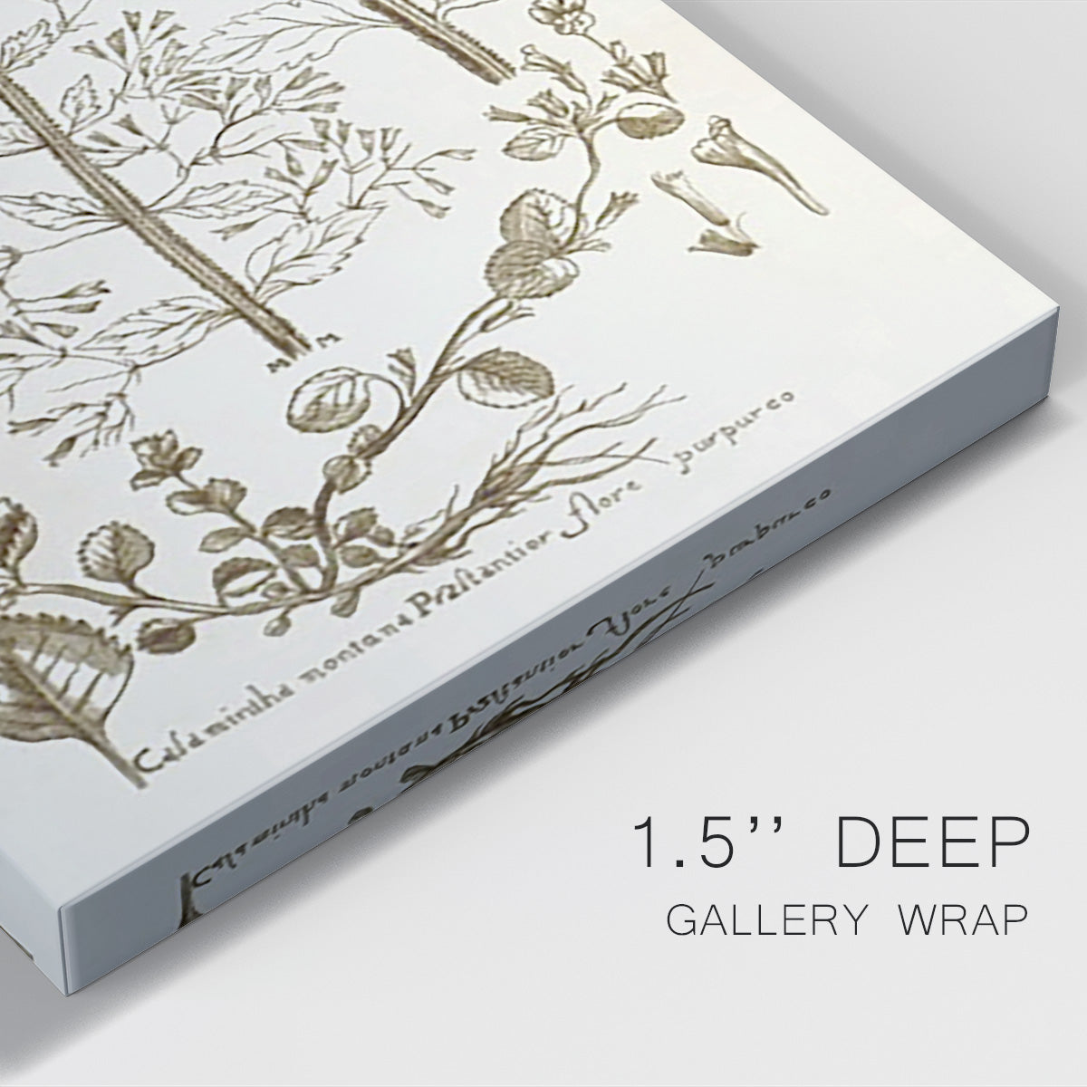 Sepia Botanical Journal V - Canvas Art Print