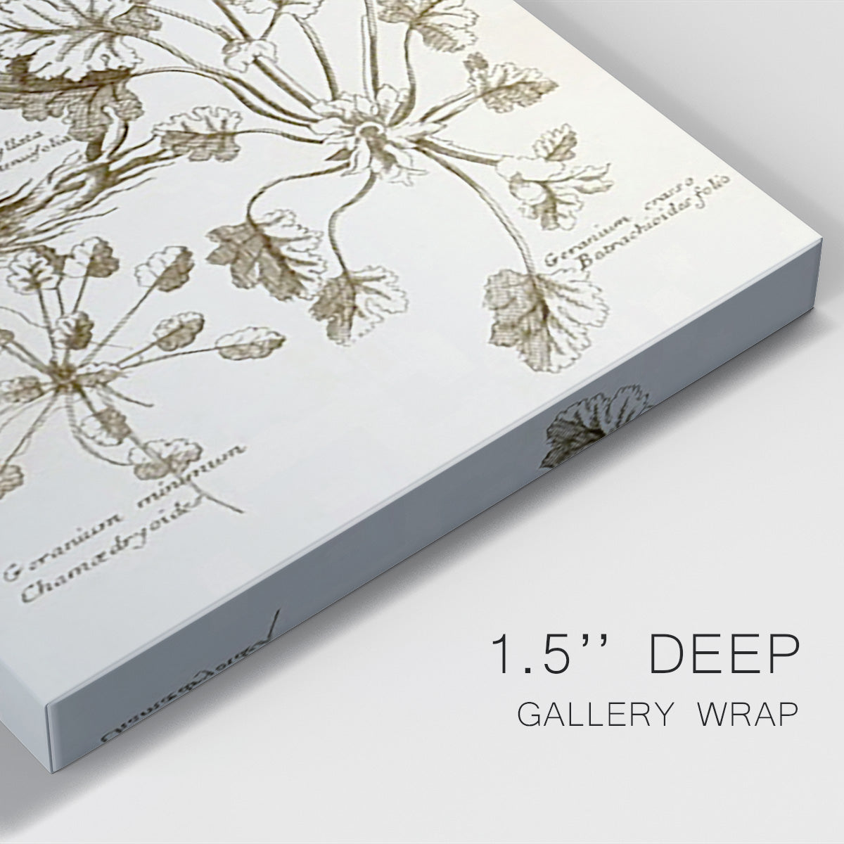 Sepia Botanical Journal IX - Canvas Art Print