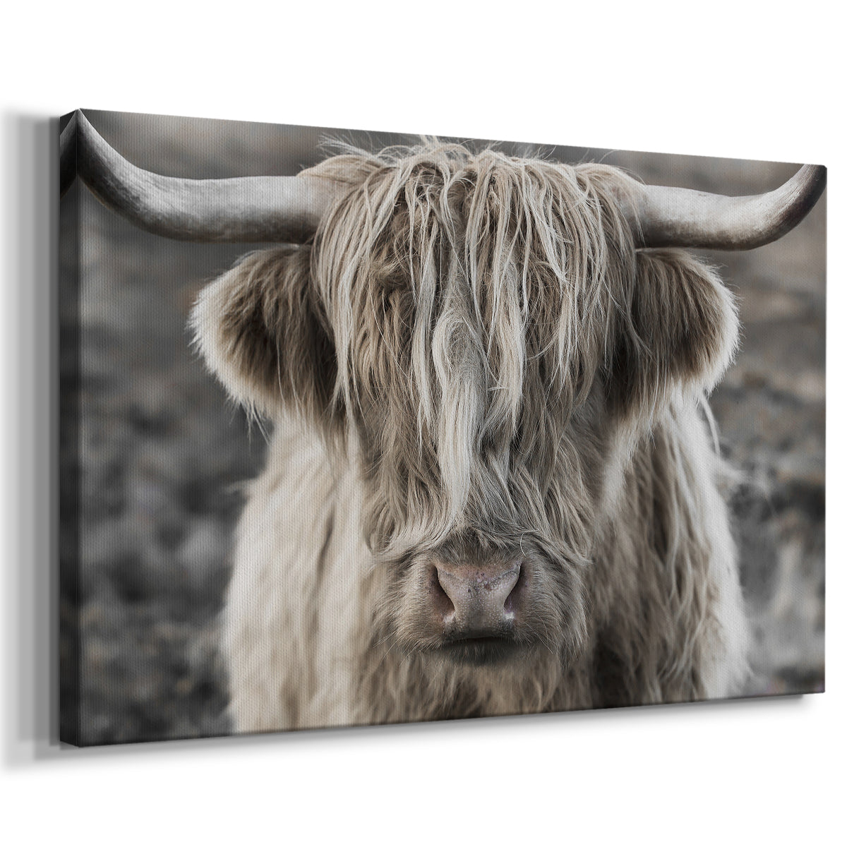 Highland cow with long hair showing expression in moody landscape during early morning light