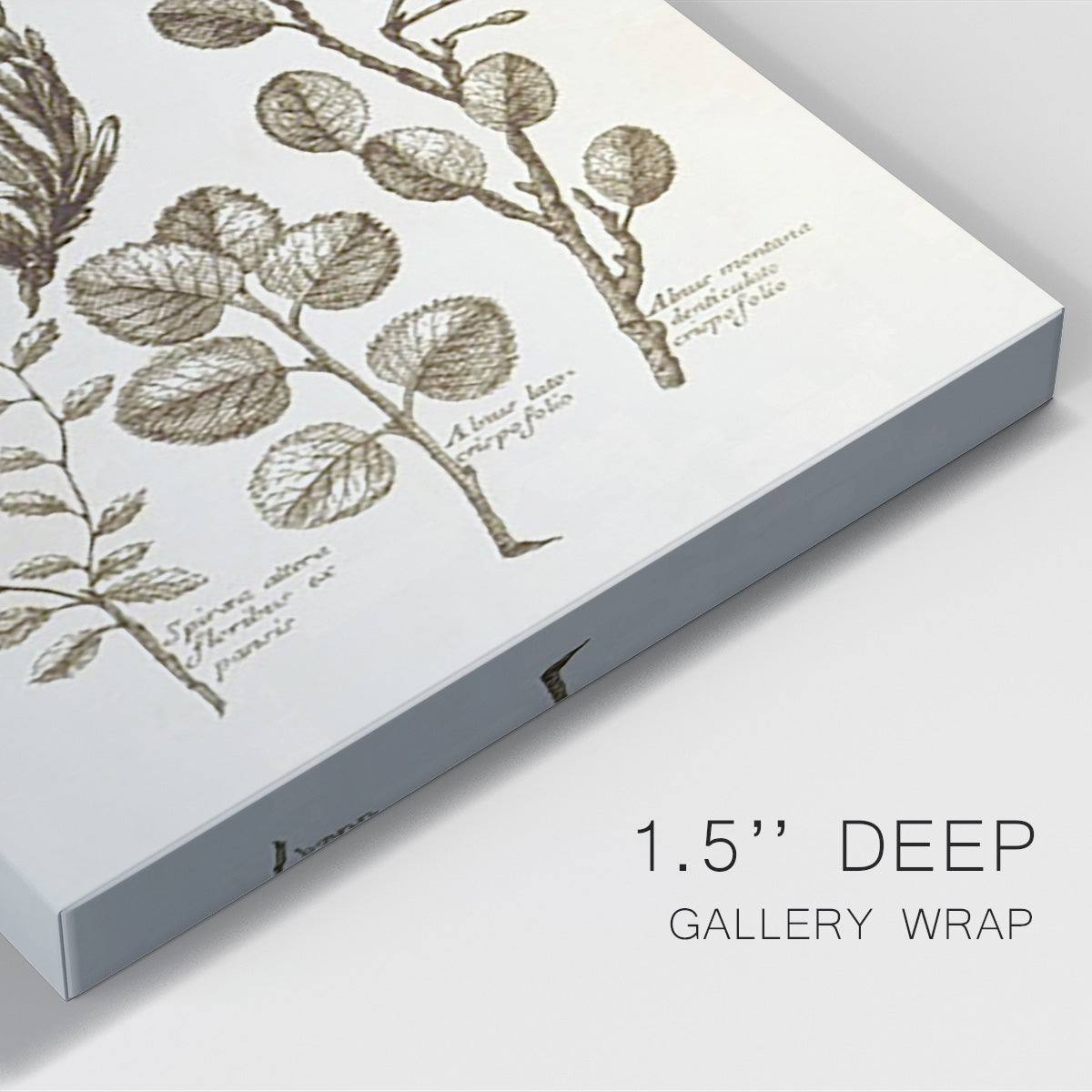 Sepia Botanical Journal VIII - Canvas Art Print