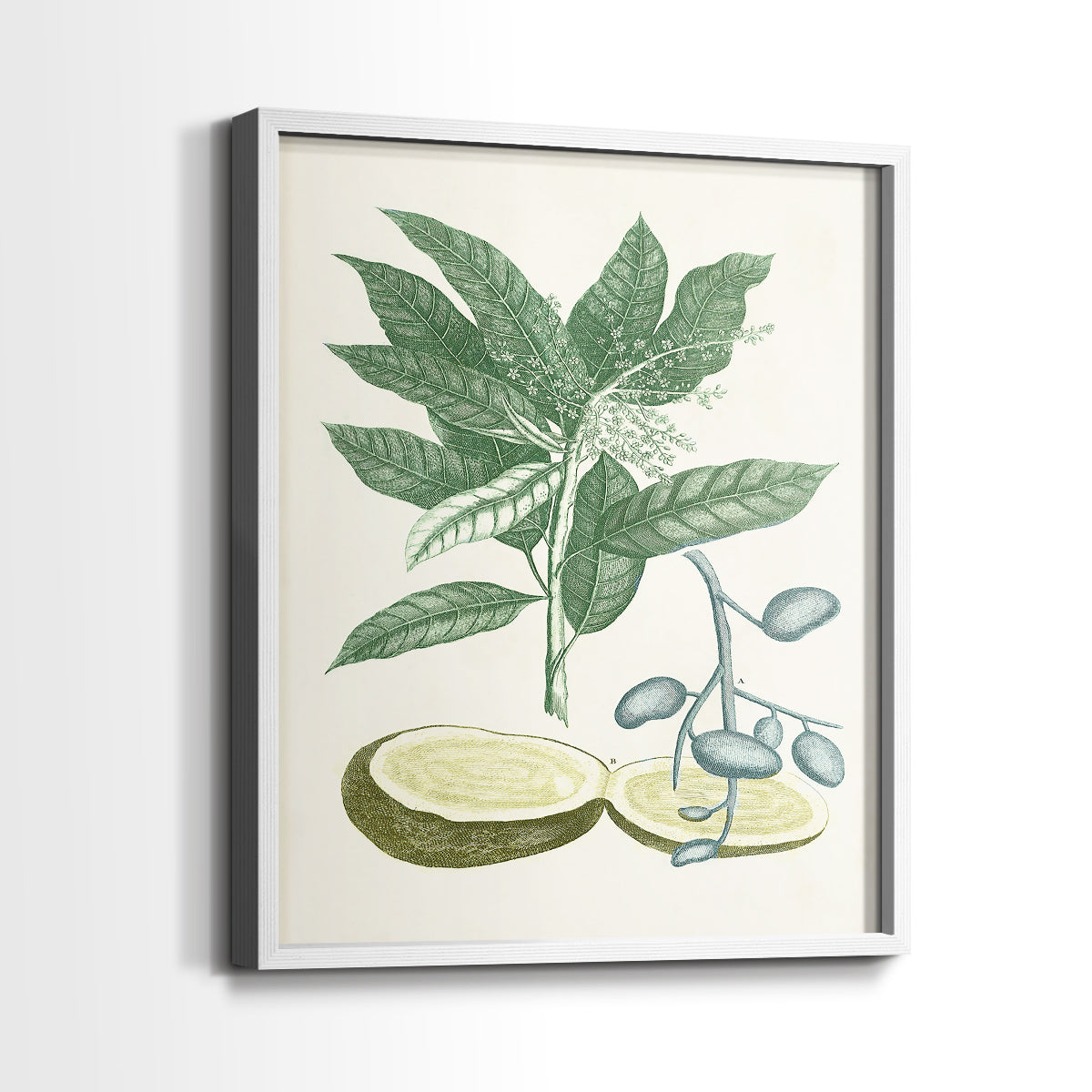 Buchoz Tropicals IV - Restickable Framed Art Print