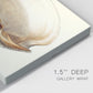 Splendid Shells III Premium Gallery Wrapped Canvas - Ready to Hang