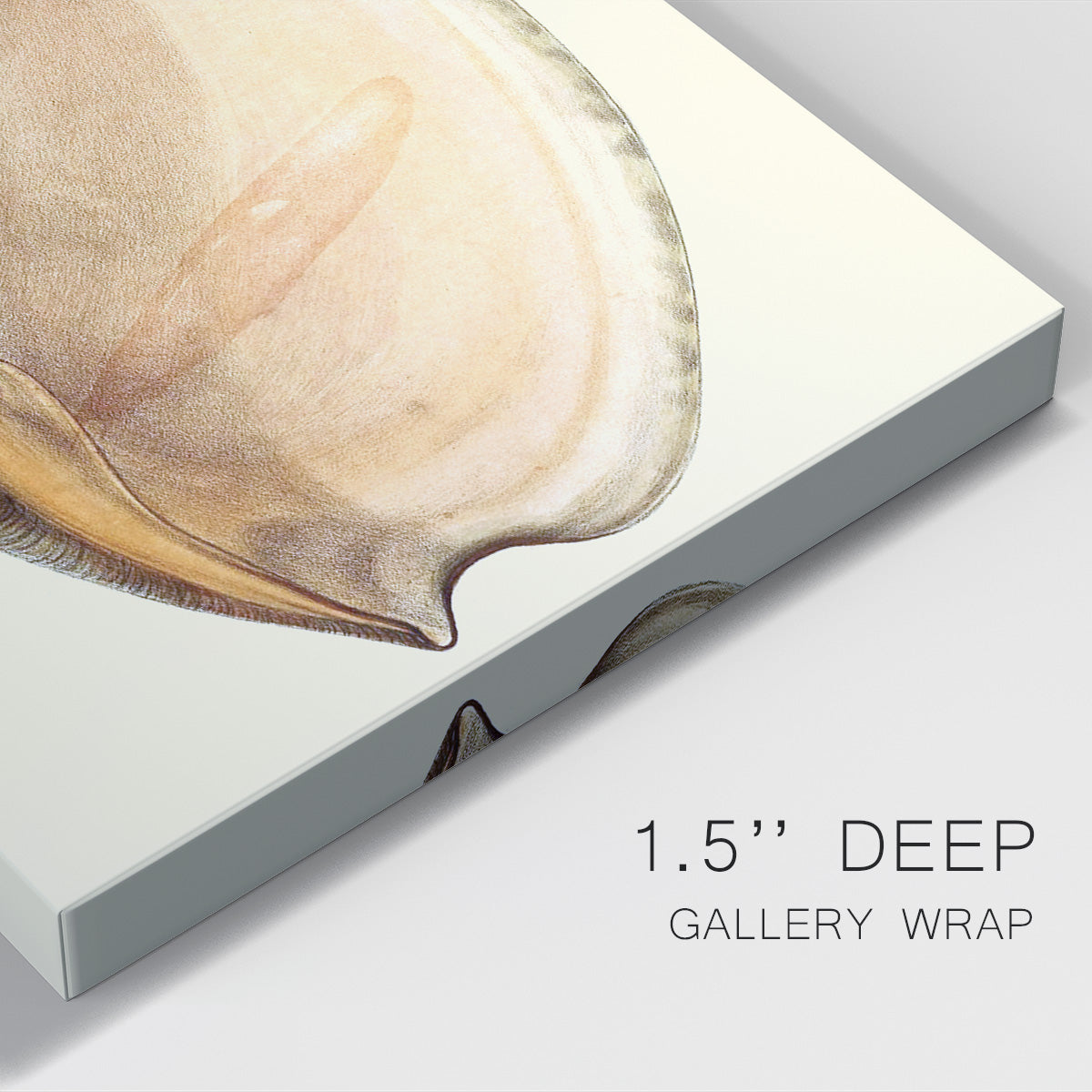 Splendid Shells II Premium Gallery Wrapped Canvas - Ready to Hang