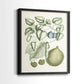 Buchoz Tropicals VIII - Restickable Framed Art Print