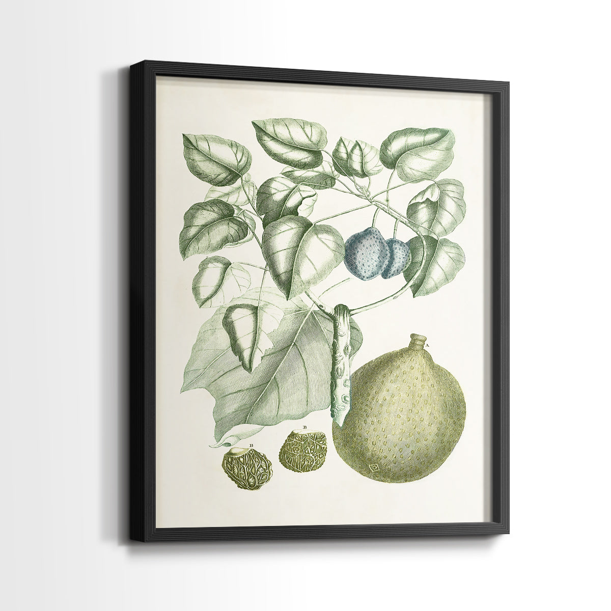 Buchoz Tropicals VIII - Restickable Framed Art Print