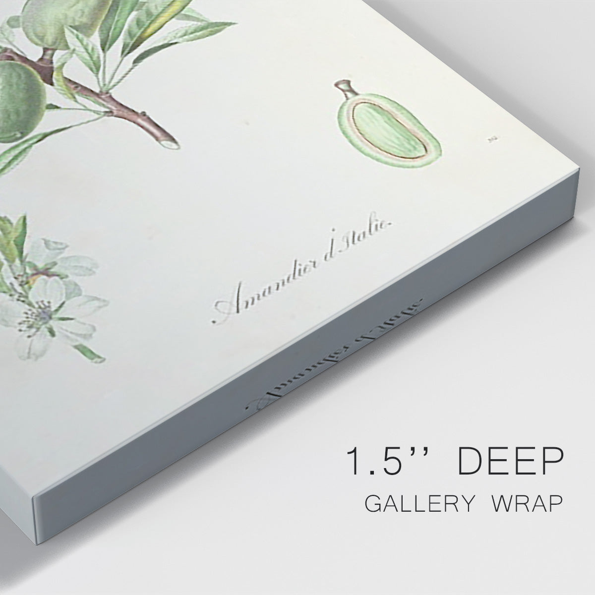 Antique Almond Botanical III Premium Gallery Wrapped Canvas - Ready to Hang