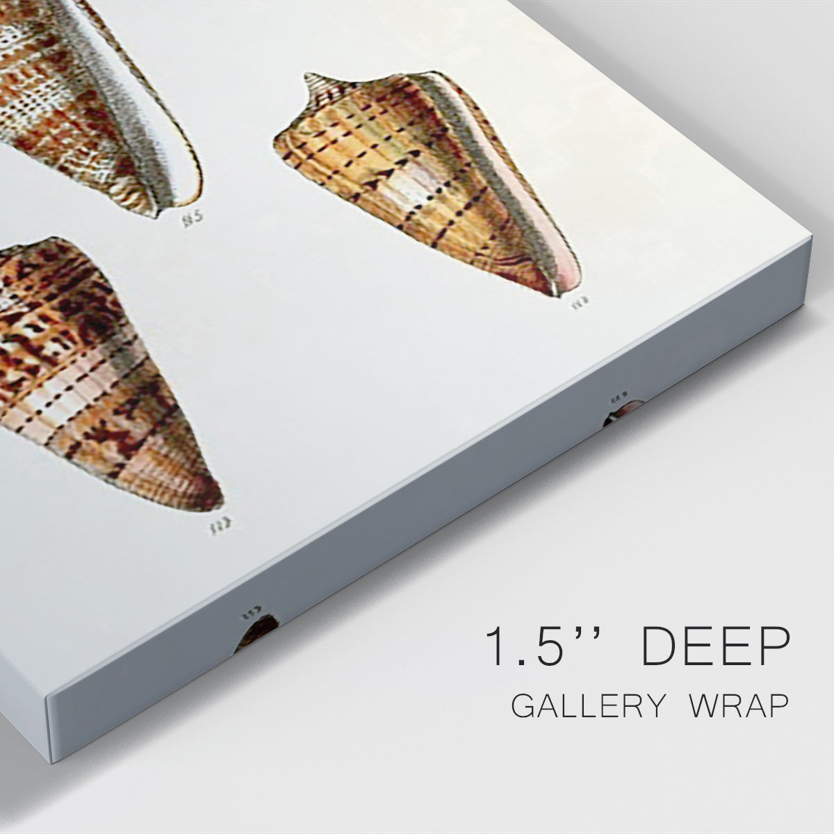 Cone Shell Collection II Premium Gallery Wrapped Canvas - Ready to Hang