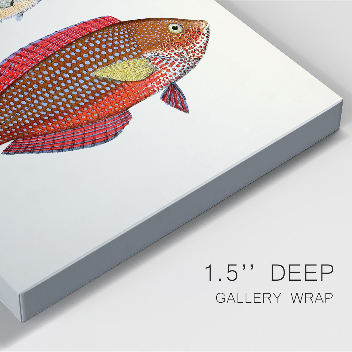 Colorful Tropical Fish II Premium Gallery Wrapped Canvas - Ready to Hang