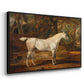 Grey Arabian Stallion, Property of Sir Watkin Williams-Wynn, c. 1817 - Floater Framed Canvas Print