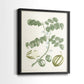 Buchoz Tropicals II - Restickable Framed Art Print