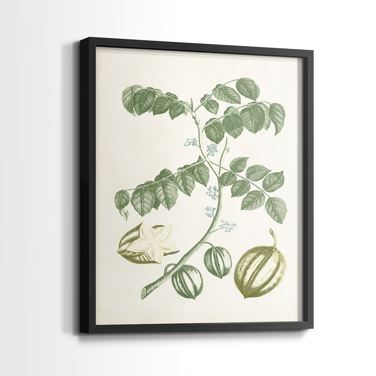 Buchoz Tropicals II - Restickable Framed Art Print