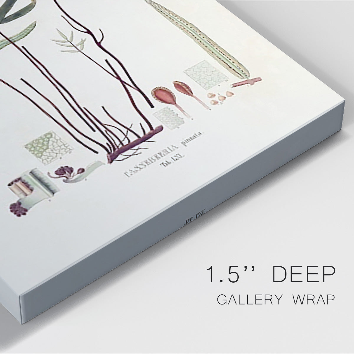 Botanical Society Ferns XI - Canvas Art Print