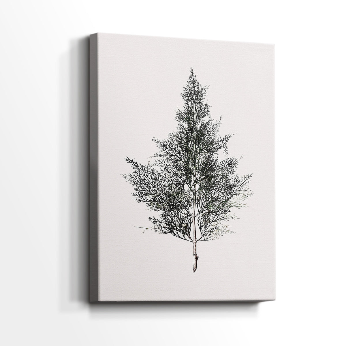 Silver Blessing of Pines - Canvas Art Print