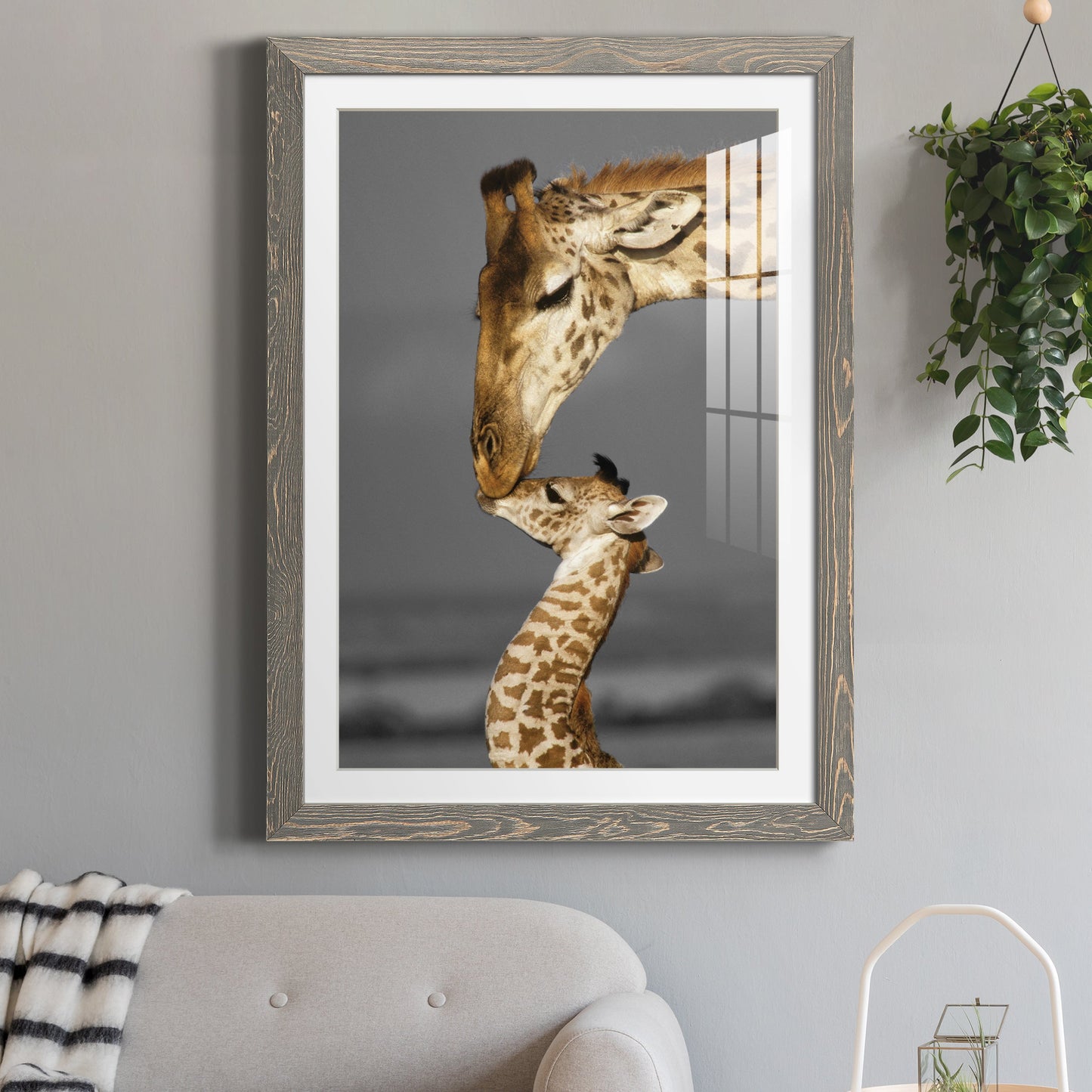 Masai Mara Giraffe Family - Premium Framed Print - Distressed Barnwood Frame - Ready to Hang