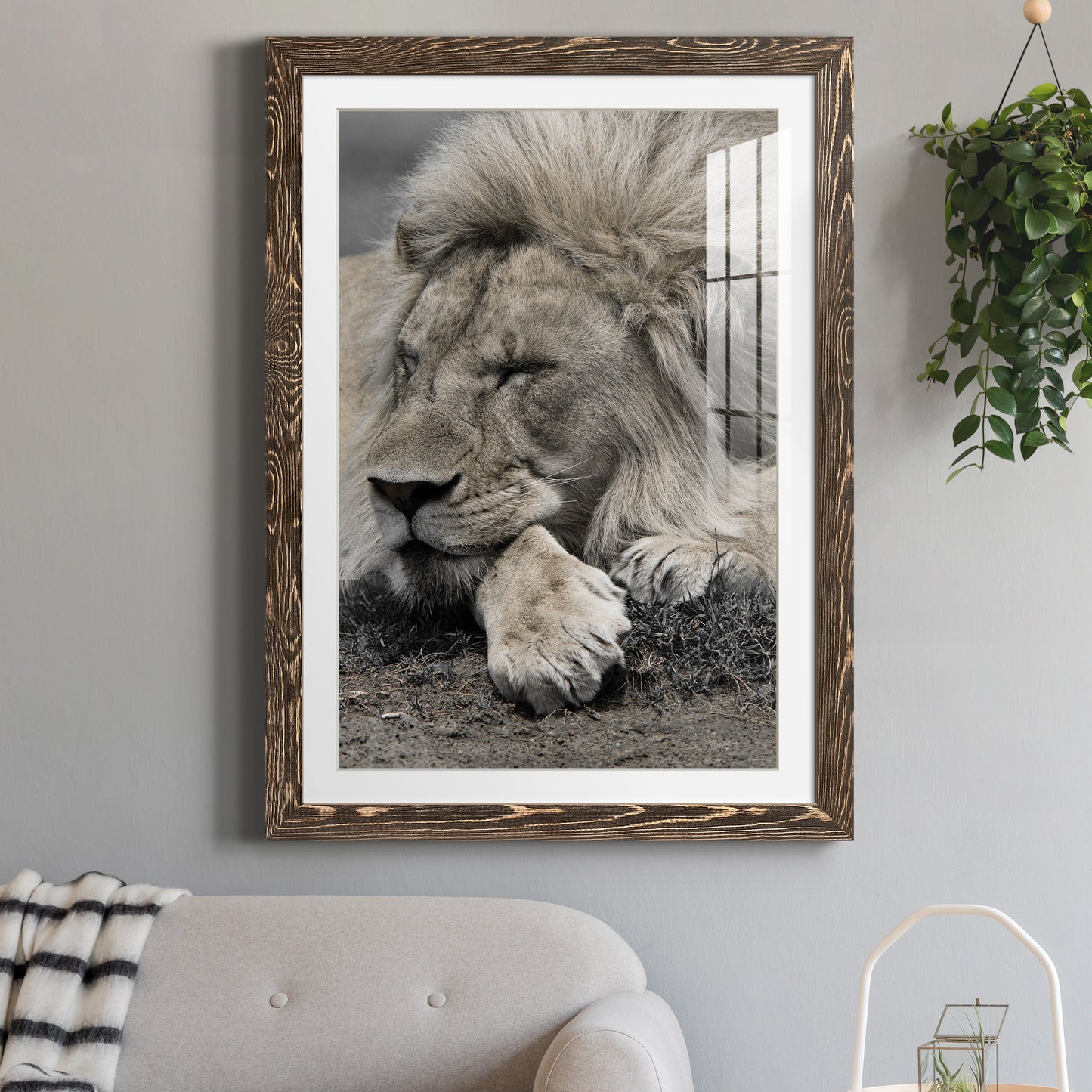 Sleepy Afternoon in Masai Mara - Premium Framed Print - Distressed Barnwood Frame - Ready to Hang