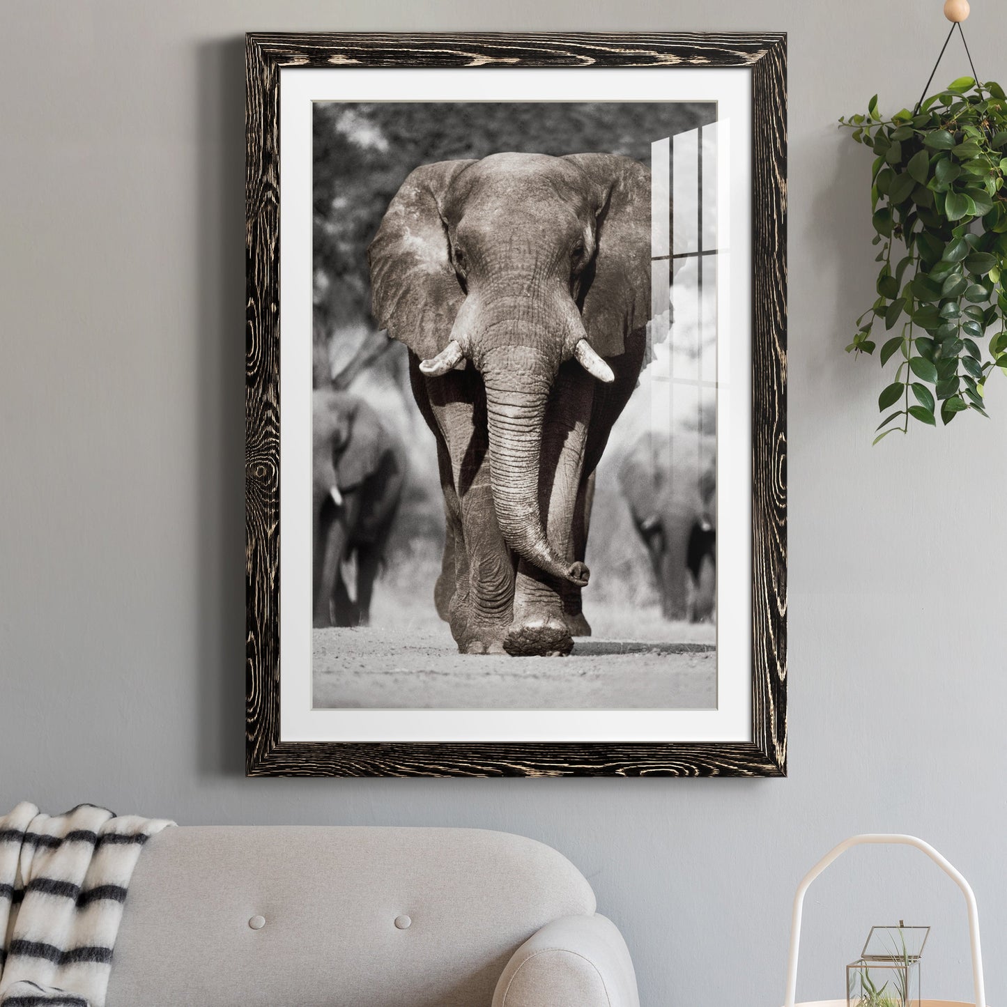 Botswana Patriarch - Premium Framed Print - Distressed Barnwood Frame - Ready to Hang