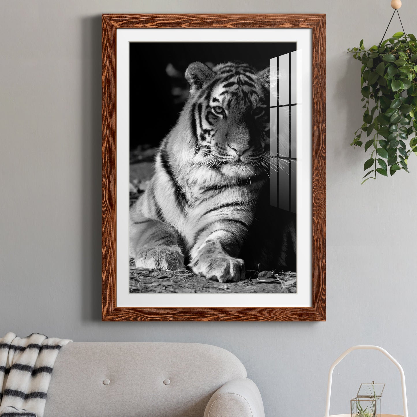 Tiger Repose - Premium Framed Print - Distressed Barnwood Frame - Ready to Hang