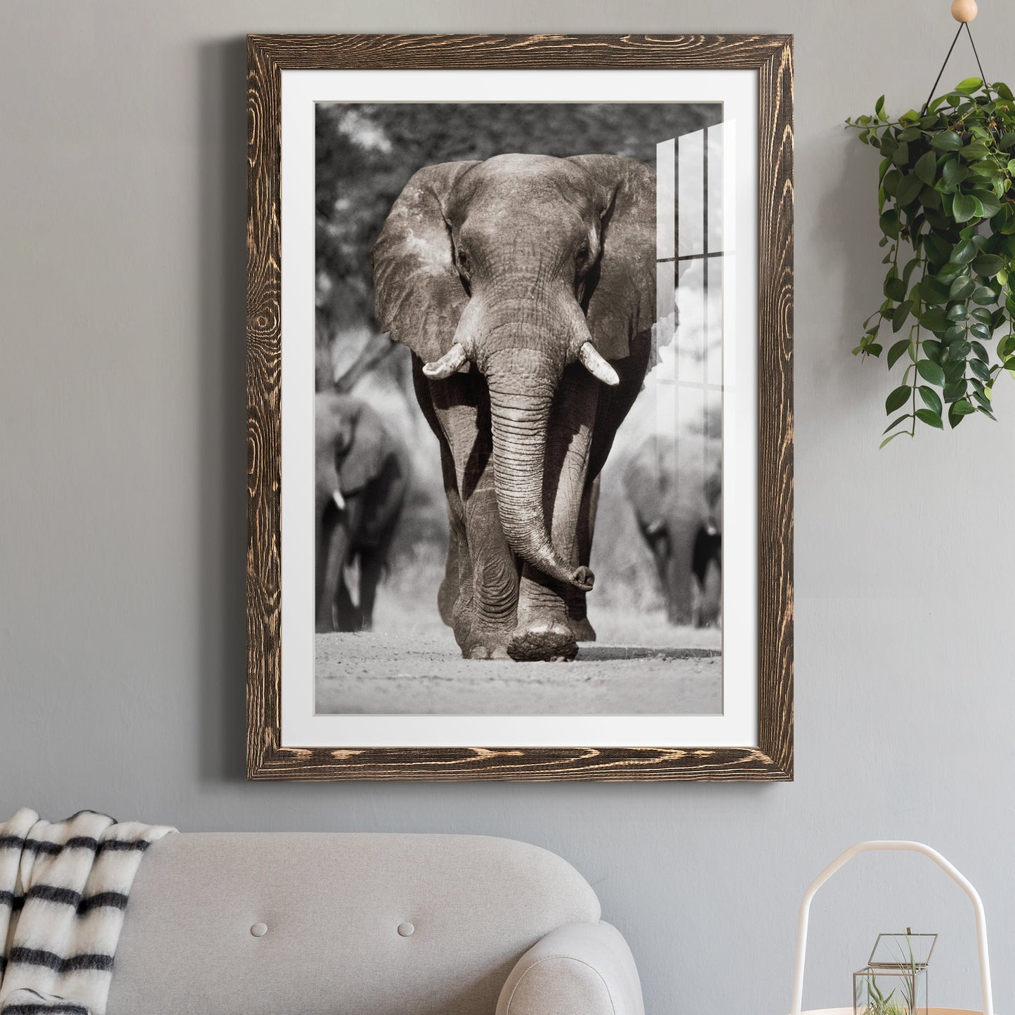 Botswana Patriarch - Premium Framed Print - Distressed Barnwood Frame - Ready to Hang