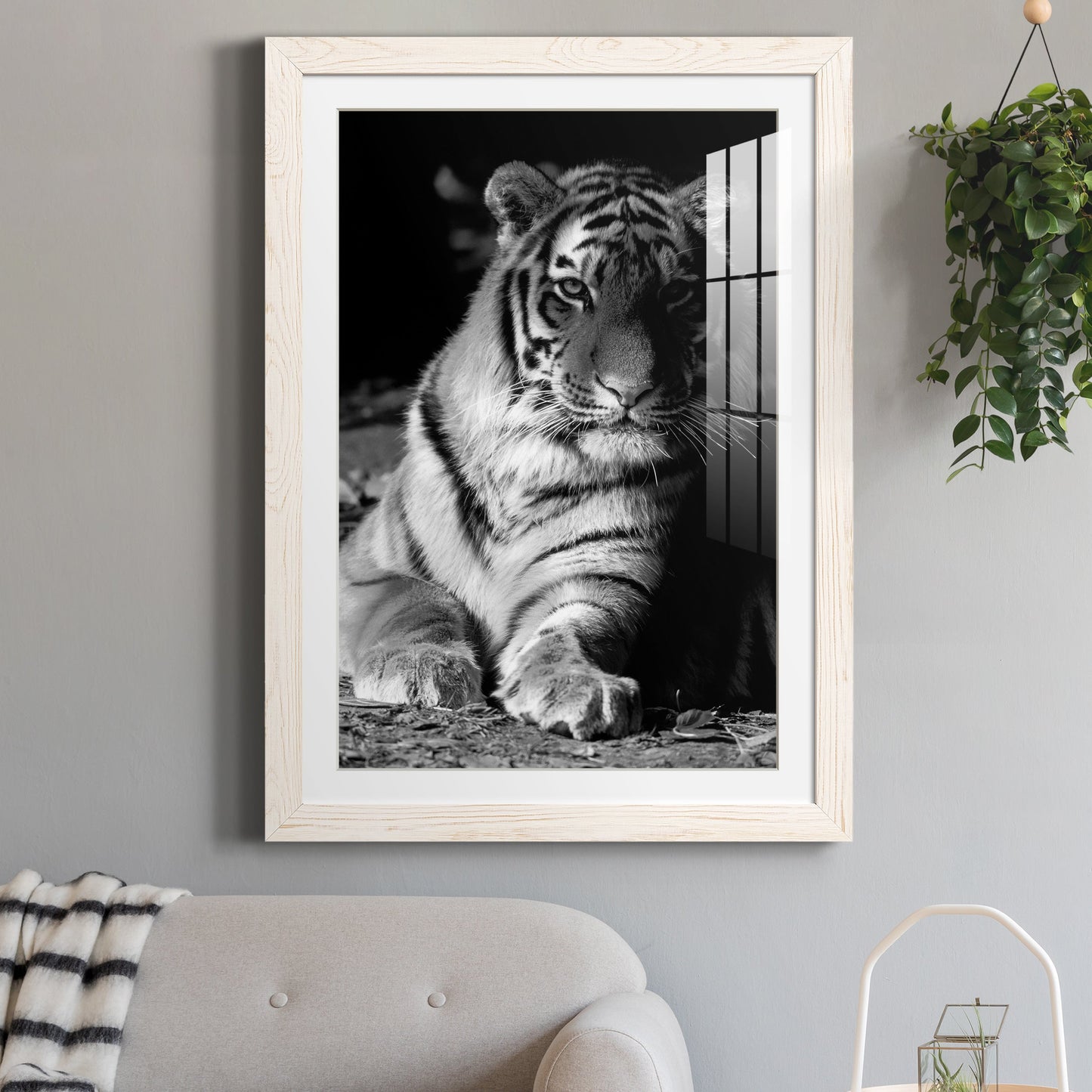 Tiger Repose - Premium Framed Print - Distressed Barnwood Frame - Ready to Hang