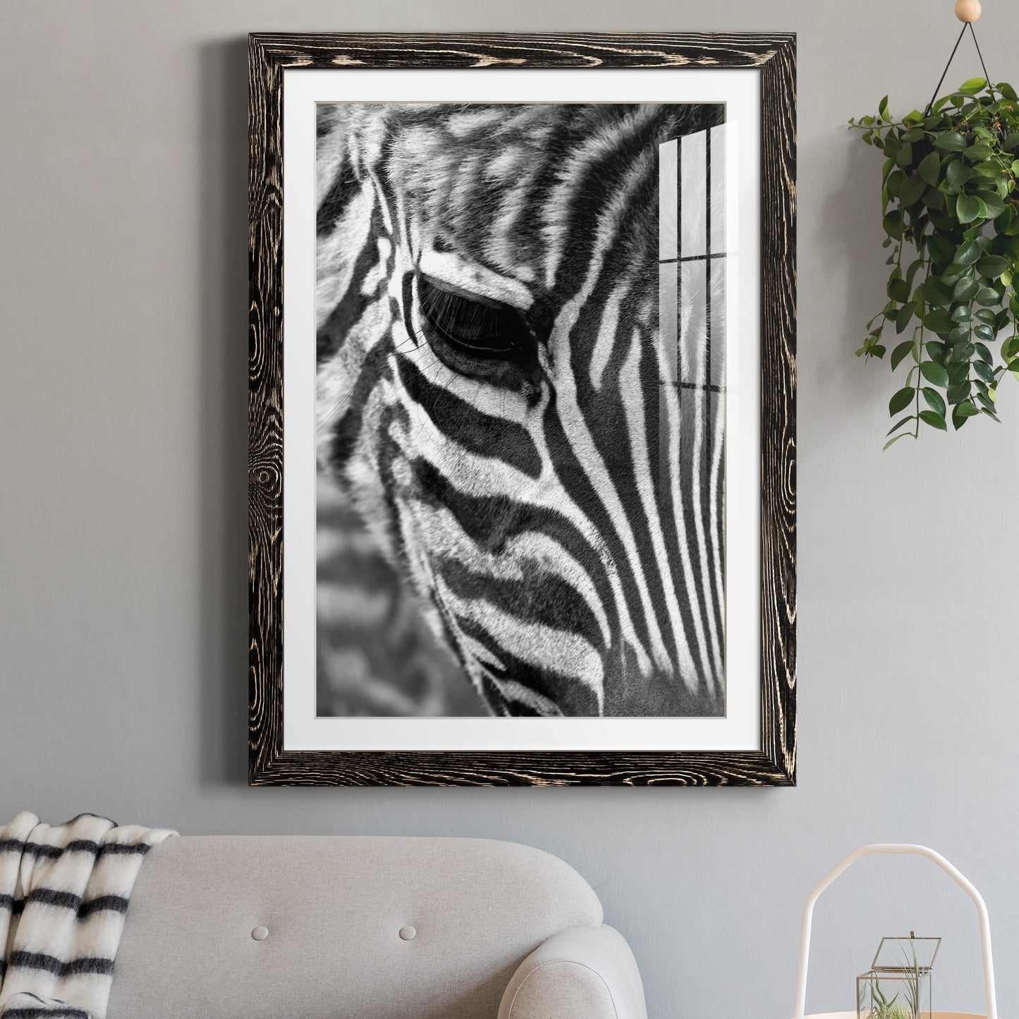 Zebra Colt - Premium Framed Print - Distressed Barnwood Frame - Ready to Hang